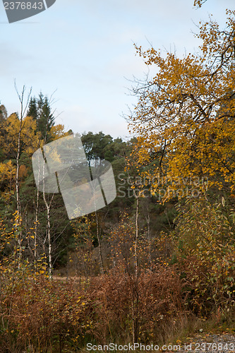 Image of Autumn in the forest