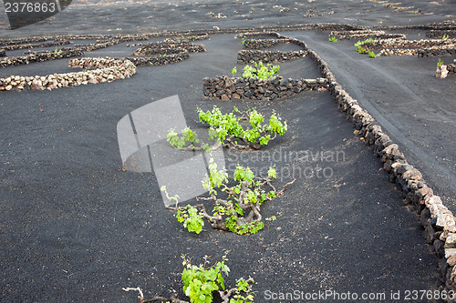 Image of Some place in Lanzarote