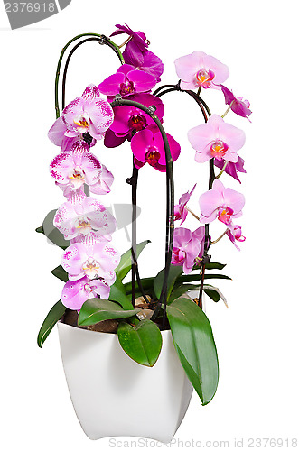 Image of Living lilac orchids flowers in flowerpot isolated on white