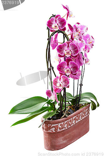 Image of Purple orchid flowers in ceramic pot isolated on white