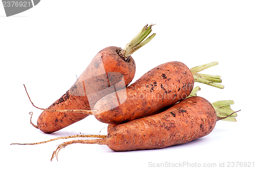 Image of Carrots Straight from Garden