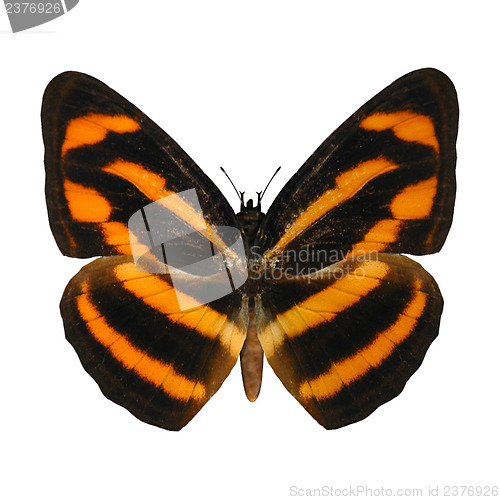 Image of Burmese Lascar Butterfly