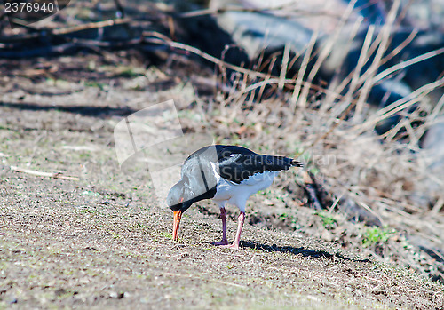 Image of Euroasian oystercatcher