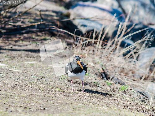 Image of Euroasian oystercatcher