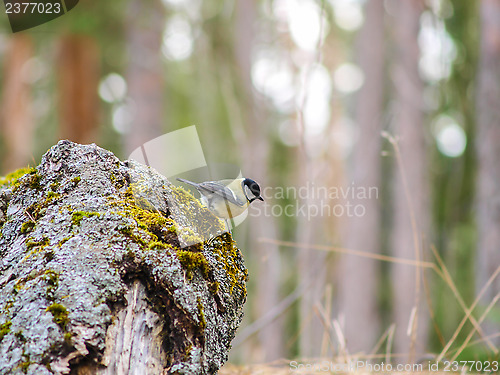 Image of Titmouse on a stump