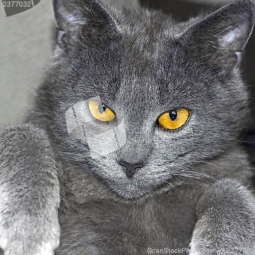 Image of Gray British cat portrait