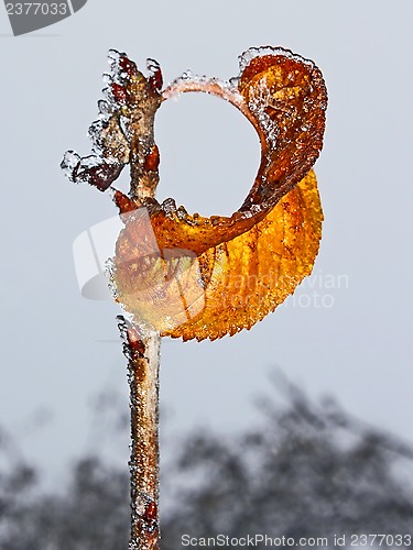 Image of Lonely yellow leaf with rime