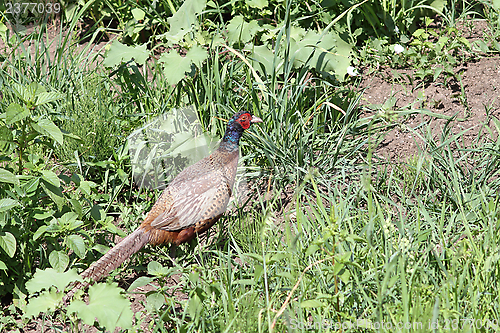 Image of colorful phasianus in the green grass