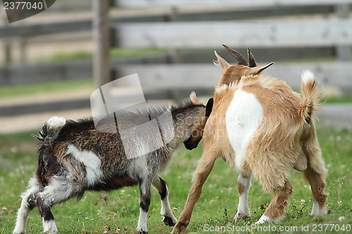 Image of fighting young goats