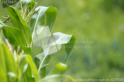 Image of maize plant