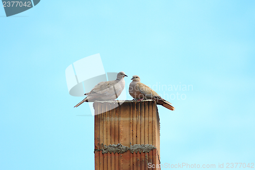 Image of two turtledoves