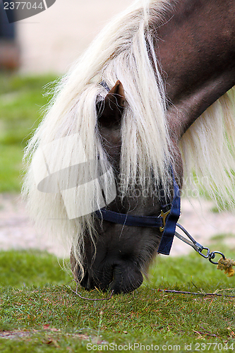 Image of beautiful pony grazing