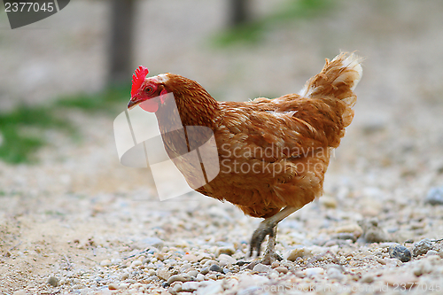 Image of brown hen on gravel alley