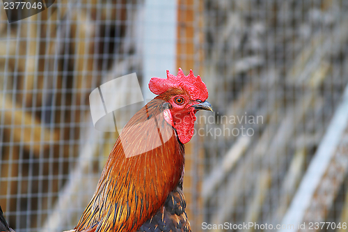Image of colorful big rooster portrait