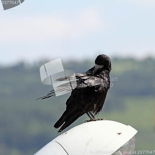 Image of corvus frugilegus scratching itself