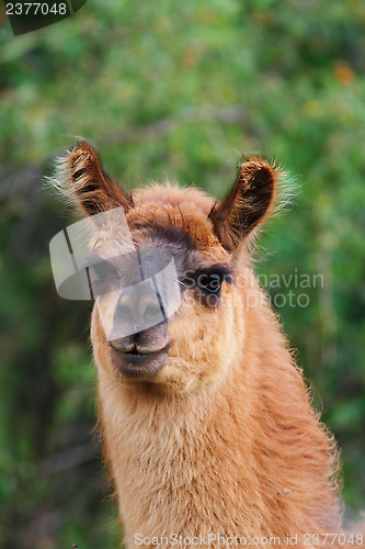 Image of curious llama looking at the camera