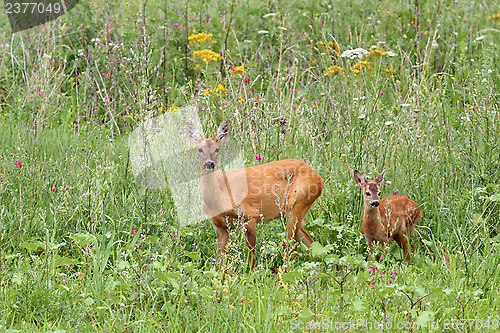 Image of deer doe and her baby