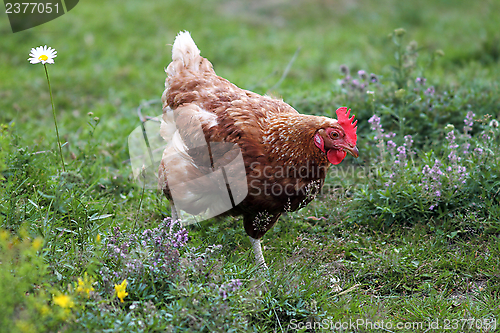 Image of egg-laying hen