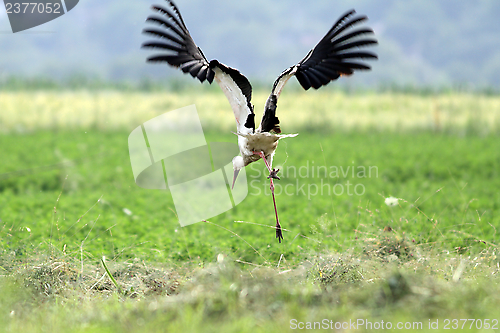 Image of funny stork in flight