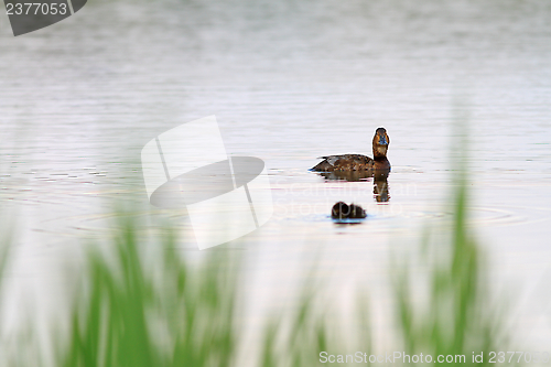 Image of mallard duck and her chick