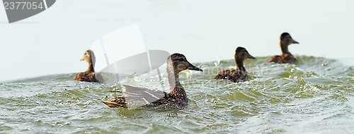 Image of mother duck and baby ducklings