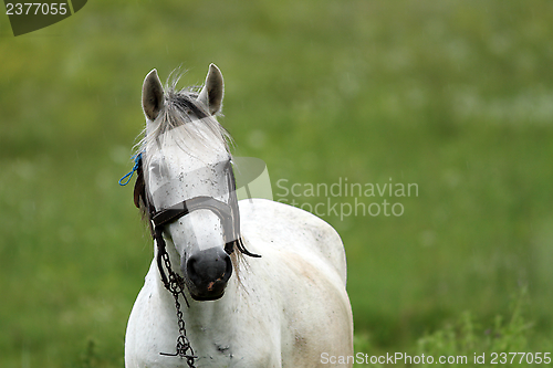 Image of portrait of a white horse
