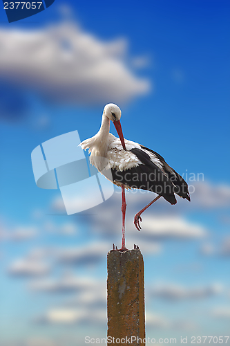 Image of stork over blue sky