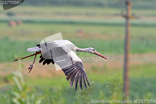 Image of white stork in flight over green fields