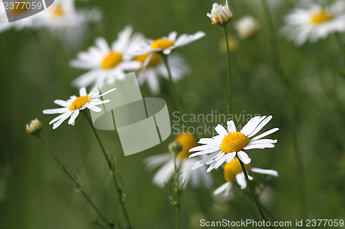 Image of wild daisies in the green field