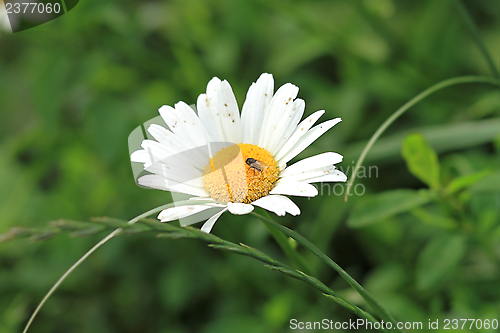 Image of wild daisy and a fly