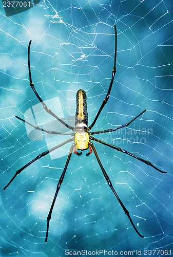 Image of Tropical spider - nephila in the web