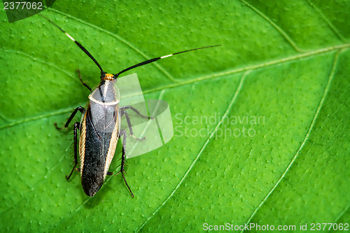 Image of Wild tropical cockroach on a leaf plant close-up