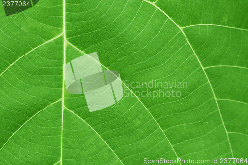 Image of Surface of green leaf with veins