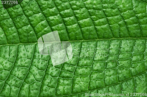 Image of Texture of green leaf - background