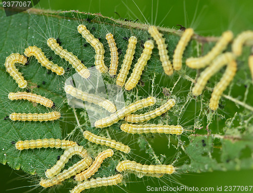 Image of Caterpillars eat plants - agricultural pests