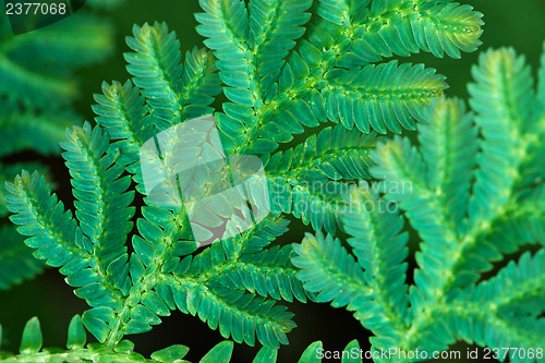 Image of Leaves of tropical fern close up
