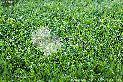 Image of green grass background