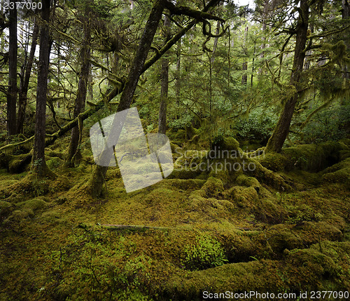 Image of Rain Forest