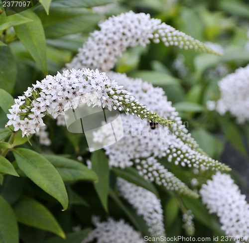 Image of Butterfly Bush