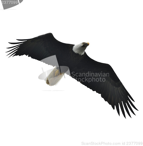 Image of Soaring Bald Eagle 