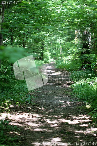 Image of road in the forest