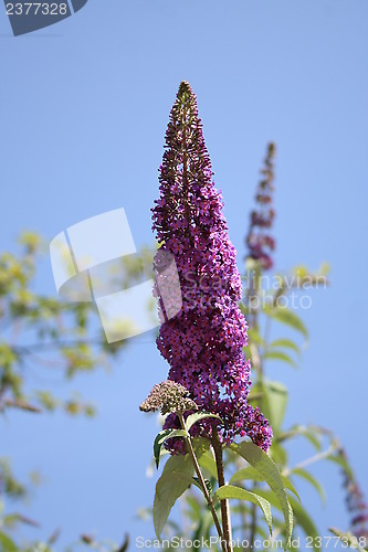 Image of Buddleja - Nanhoe Blue