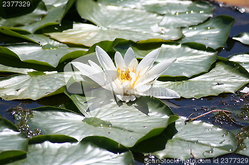 Image of Water-lily