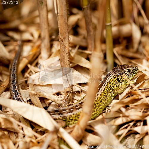 Image of green and brown lizard macro closeup in nature outdoor summer
