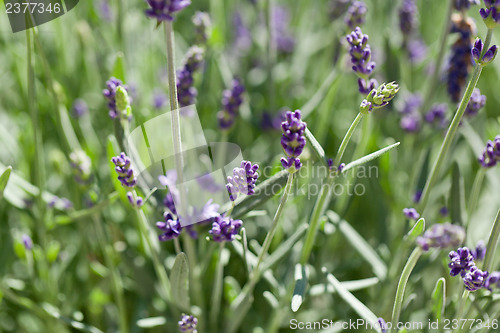 Image of fresh aromatic lavender in basket macro outdoor