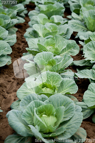 Image of green cabbage plant field outdoor in summer