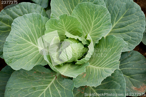 Image of green cabbage plant field outdoor in summer