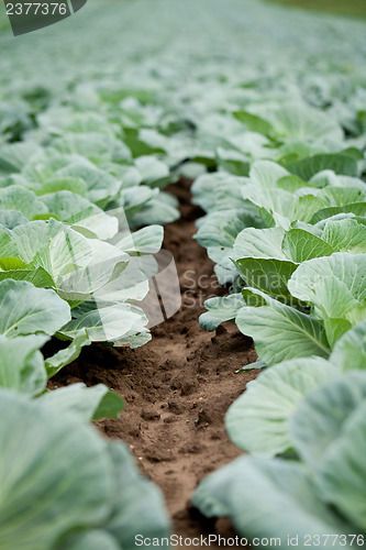 Image of green cabbage plant field outdoor in summer