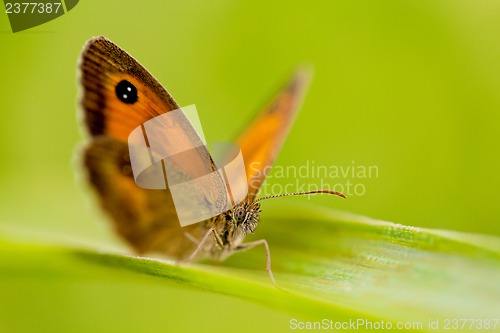 Image of beautiful butterfly Pyronia tithonus macro closeup outdoor