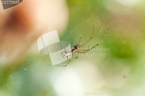 Image of small spider on a cobweb spiderweb in summer outdoor garden 